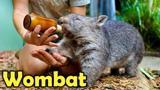 What is a Wombat 10 Cute Facts about Wombats [upl. by Anatlus706]