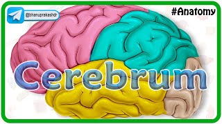 Cerebrum Anatomy Animation  Gyri and Sulci Surfaces Functional areas of cerebral Hemisphere [upl. by Yovonnda900]