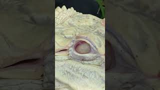 Falkor the Albino Alligator Nictitating Membrane at Everglades Holiday Park [upl. by Frost933]