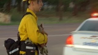 Firefighter rescues baby deer from Black Forest Fire [upl. by Damek]