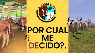 POR CUAL ME DECIDO [upl. by Assirok]