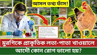 মুরগিকে প্রাকৃতিক লতাপাতা খাওয়ালে আদৌও কোন রোগ ভালো হয় দেশিমুরগিপালনপদ্ধতি [upl. by Mehitable840]