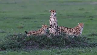 Nashipae Cheetah Family Together  Masaimara  27 October 2024 [upl. by Onirefez]