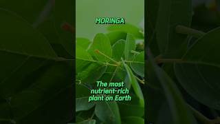 Morniga health benefits moringa wellness health moringapowder shorts [upl. by Forrest704]