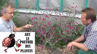 chaine de jardinComment faire un semis de lychnis coronaria coquelourde des jardins plante vivace [upl. by Filide970]