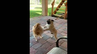 Pug vs Pomeranian Fight [upl. by Nikral]