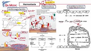 ENAM  FARMACOLOGIA ANTIARRÍTMICOS DIGOXINA HEMOSTASIA ANTIAGREGANTES [upl. by Ronile]