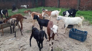 Bakra Sale at sidha sultanpur Azamgarh🐐🐐🐐🐐 [upl. by Helfant848]