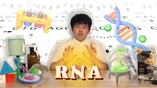 RNA Ribonucleic Acid [upl. by Aeuhsoj]