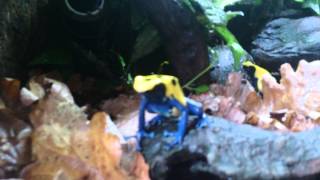 Dendrobates tinctorius citronella [upl. by Olifoet366]