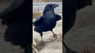 Raven Windy Ocean Beach San Francisco raven sanfrancisco oceanbeach bird nature windy [upl. by Assirroc524]