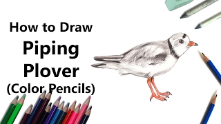 How to Draw a Piping Plover with Color Pencils Time Lapse [upl. by Goldwin]