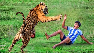 tiger attack man in the forest  tiger attack in jungle royal bengal tiger attack [upl. by Eseerehs]