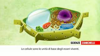 La cellula animale e vegetale [upl. by Drapehs]