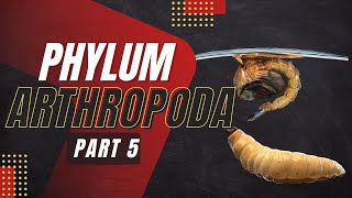 VET PARA 1  Phylum Arthropoda Part 5  Chapter 3 [upl. by Isac]