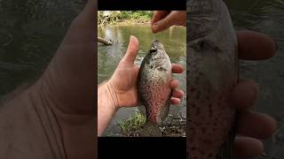 Playing Hooky 🎣crappie fishing [upl. by Wonacott]