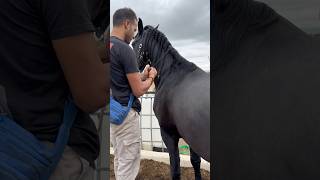 Alpartir parati viralvideo tiktok caballos youtube video viral funny love horse animals [upl. by Zil]