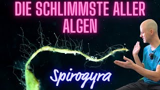 Die schlimmste Alge die Du im Aquarium haben kannst  Spirogyra  Froschlaichalge  Thorea [upl. by Ludwog368]