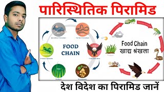 आहार श्रृंखला क्या है और पिरामिड Food Chains in hindi biology [upl. by Flory]