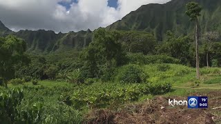 Over 900 CRB found in Hawaiis firstofitskind hunting tournament [upl. by Enitsud551]