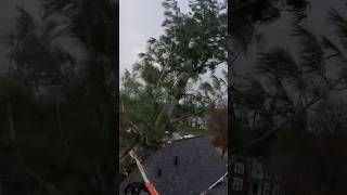 🌲🪵🪚Little pine coming down echochainsaw stihl500i treeservice [upl. by Aleek]