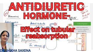 Anti diuretic hormone Effect on tubular reabsorption of water mechanism [upl. by Stonwin803]