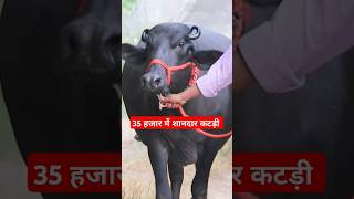 35 हजार में शानदार कटड़ी with Top Quality at Krishan Nimoth Dairy Farm [upl. by Ayotnom]