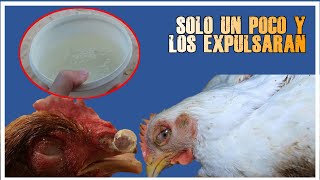 PERMITE que beban un poco y le ayudara a que expulsen el moco con mas facilidad moquillo gallinas [upl. by Ken]