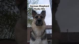 ShepskyHalf Husky amp German Shepherd 100 Cute [upl. by Lleinad]