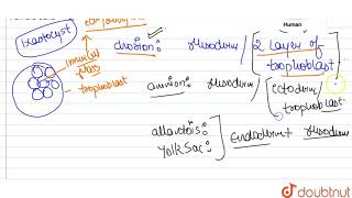 The extra embryonic membrane of the mamalian embryo are derived from [upl. by Lehcin]