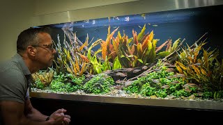 Aquascaping and ADHD [upl. by Osi168]