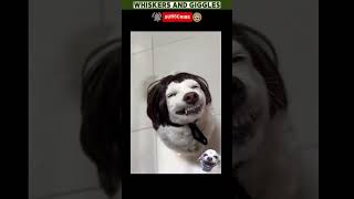 Funny Dog Smiles To Brighten Your Day 😂  Heartwarming And Hilarious Moments 🐾 [upl. by Olivette]