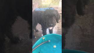 black goldendoodle s very rare like for more content msg 4 a puppy 😀 [upl. by Yousuf]