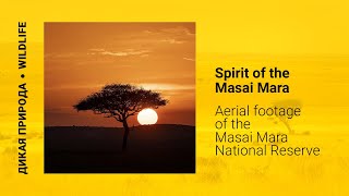 Spirit of The Masai Mara  Дух МасаиМара [upl. by Rohclem864]