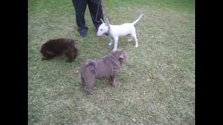 SHAR PEI Vs BULL TERRIER [upl. by Nyssa]