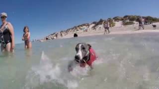 Whippet at the Beach [upl. by Clover]