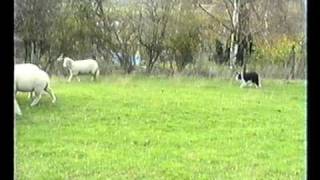 Sheepdog Training With Ted Hope Pt 4 [upl. by Airod]