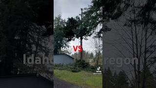 Idaho vs Oregon tops Which one do you think is better No wrong answers of course arborist tree [upl. by Onitrof]