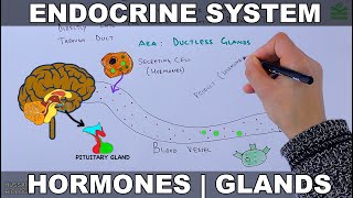 Endocrine System  Introduction [upl. by Ignaz236]