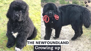 Newfoundland Puppy growing up 02 Years  Puppy to Adult time lapse video [upl. by Mireille884]