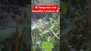 Wild Spider 🕷️  spider insects wildlife [upl. by Alyat]