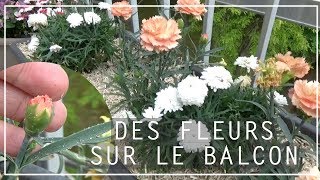 🌸 Fleurir son balcon avec des œillets et des anthémis  Exposition ensoleillée ☀️ [upl. by Edmee953]