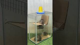 make mouse trap easy and effective mouse mousetraptp bucketmousetrap mousetrap pets [upl. by Ollehto272]