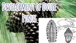 Development of Megasporangium ovule  Pinus  Gymnosperms [upl. by Kendal]