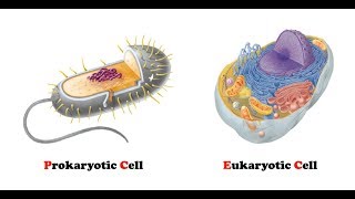 Difference Between Prokaryotic and Eukaryotic Cells  AgriBioTech [upl. by Layman]