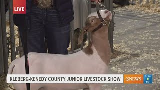 KlebergKennedy County Livestock Show students talk raising animals judges and scholarships [upl. by Acyssej585]