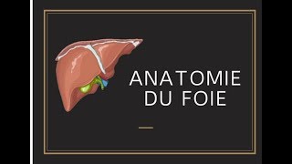 Anatomie du foie [upl. by Ced211]