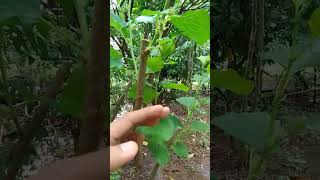 MY MULBERRY TREE AFTER PRUNING [upl. by Caruso]