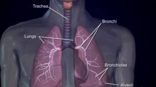 Respiratory system4 bronchi and bronchioles [upl. by Grani]