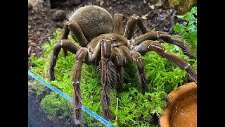 Custom made enclosures for the Beastie Room and Theraphosa stirmi rehouse [upl. by Abernathy]